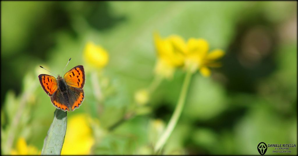 Femmina di Lycaena phlaeas???